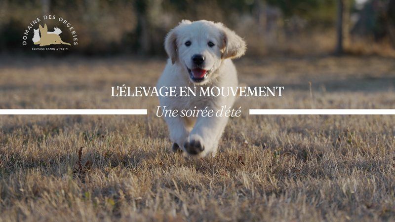 La vie au Domaine â Une soirée d’été